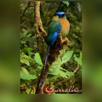 Guardabarranco Guerrillero (@guardabarrancog) 's Twitter Profile