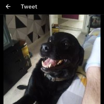 DanDanthegas's profile picture. 