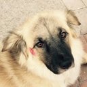 Carol Katz - @CarolKa05508032 - Twitter