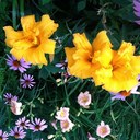 Melissa Heston - @thnkgaloud - Twitter