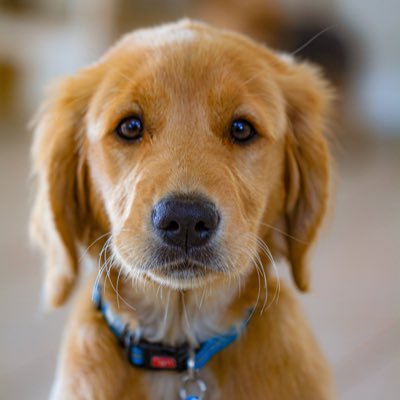 A Happy Golden Retriever growing up in Las Vegas. Birth10820 🐕🐾🏕❤️