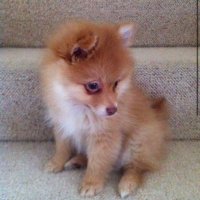 Krys Szpakowska (@krysszpakowska2) 's Twitter Profile