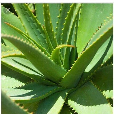 KamanoJean's profile picture. 