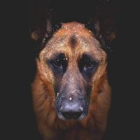 Doggo Info Tweets(@DogFamous24) 's Twitter Profile Photo