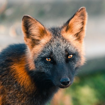 Reynard the Fox Profile