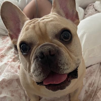 3 yo AKC Frenchie w/ too many quirks to count. Ambassador for Pet Supply Co. YAYA is my saying & me ❤️ to suck 🐷’s & bite butts.