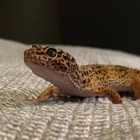 Quip16 (@quip161) 's Twitter Profile