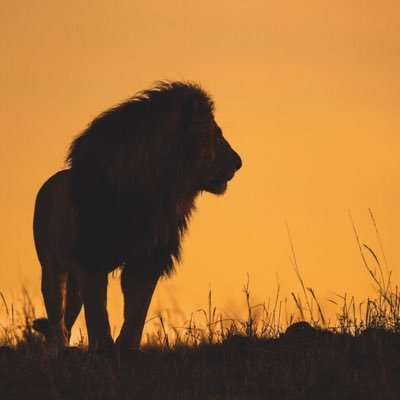 NYPSYr3Lions Profile Picture