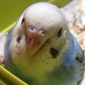 pen_pen_sea's profile picture. セキセイ・コザクラと同居中。無言フォローお許しを…