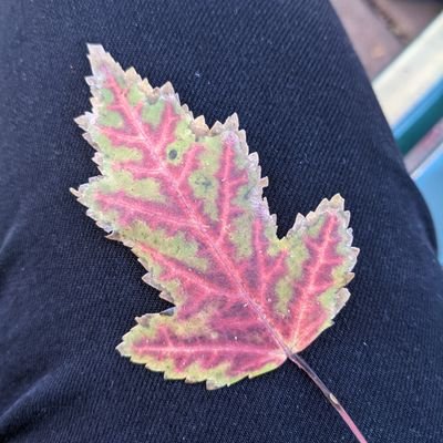 ACVB3's profile picture. Twitter follower laughing at all your jokes. Making the internet kinder by not fighting w strangers