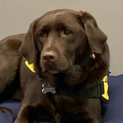 Hi! I’m the therapy dog at Guest Elementary. I’m the 1st school owned dog in Oakland County. I am paving the way for a dog in every WLCSD building