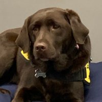 Champ- MHG Therapy Dog(@dog_champion) 's Twitter Profile Photo