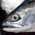 Profile Picture of The Times-Picayune (@TPFishingReport) on Twitter
