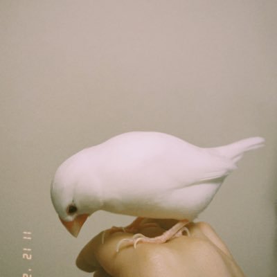 すい。さんのプロフィール画像