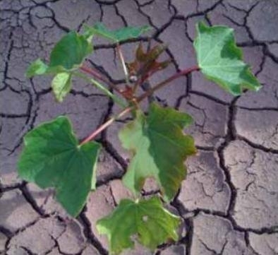 SustainbleAgroE's profile picture. 