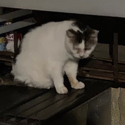 kiruria_OVER's profile picture. 公認会計士 監査法人→ FAS → 会計コンサル