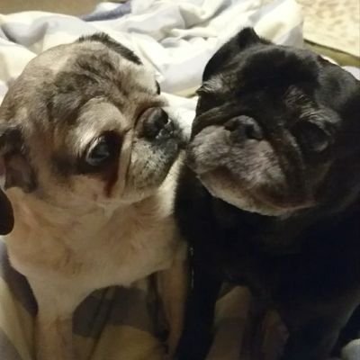 パグパパ (@mf7202) / Posts / X