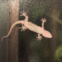 虚空魔王🦎 (@zytqxsc23g8okdt) Twitter profile photo