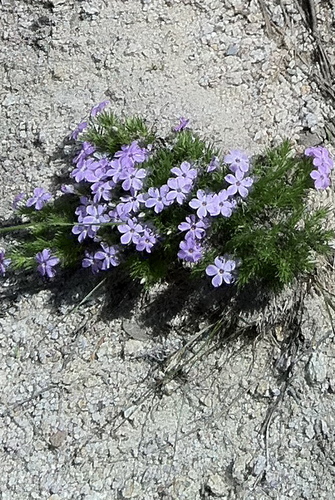 TreeDoggie's profile picture. Diligently down the liquid solution.