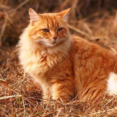 PORTUGAIS D'ORIGINE AMOUREUX DE LA FRANCE 🇫🇷 . DÉTESTE LE MENSONGE ET L'INJUSTICE ✌❤ #ANTI-CHASSE, LES ANIMAUX 🐆🐘 SONT NOS AMIS 👯♂️