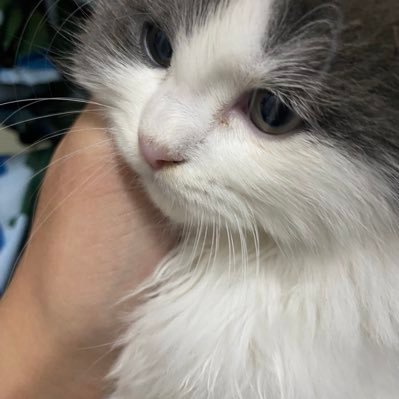 linxue35894997's profile picture. 