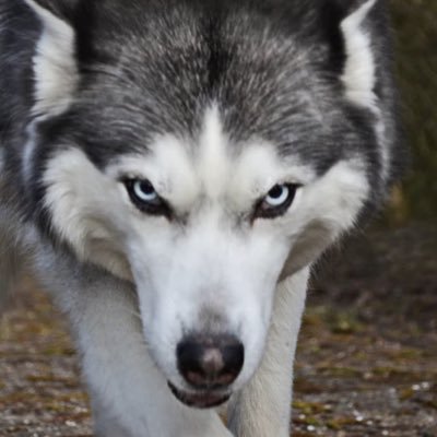 Timtimtimtim000's profile picture. be crazy just for fun. ただ好きなものを好きなように.    狂えばいいのに.    甘やかしたい人です