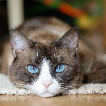 dmandreozzi's profile picture. 💜💛💙💚🕊️💫