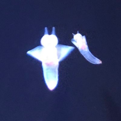 皓月さんのプロフィール画像