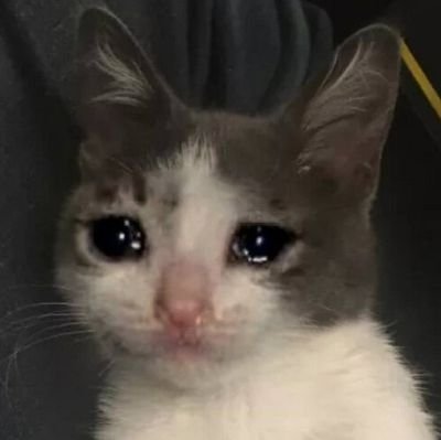 plaueruwu's profile picture. eng/ru 18↑ 
⚰️⚰️⚰️