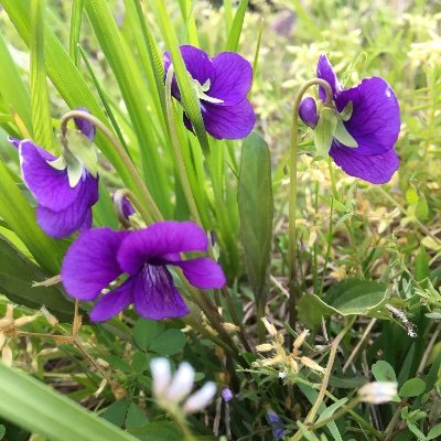 oppo_shan's profile picture. 名古屋グランパスを応援しています。
珠城りょうさん　宝塚