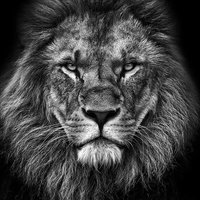 GHS Lady Lion BB (@ghsladylionbb) 's Twitter Profile Photo GHS Lady Lion BB (@ghsladylionbb) 's Twitter Profile Photo