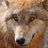 WiseRedWolf's profile image