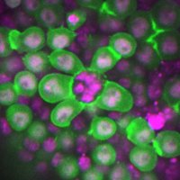 Lenhart Lab (@lenhartflylab) 's Twitter Profile