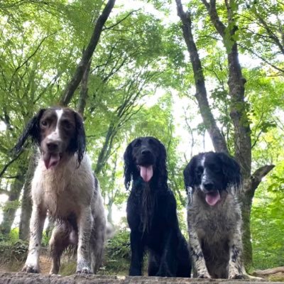 human dad to 3 mucky spaniels who enjoy getting mucky and jumping into wet stuff. Live life like a spaniel.....full on and on the bounce and make us smile daily