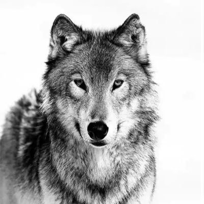 ₿ Norwegian Wolfpack ₿