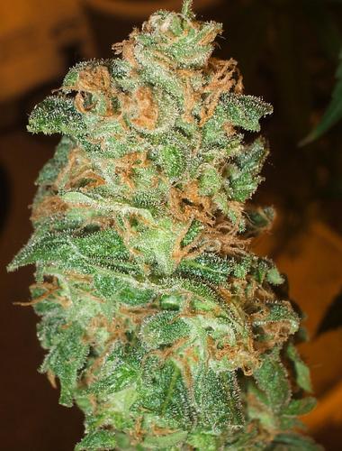 BcbudKush's profile picture. Canada's best medical marijuana dispensary.