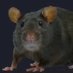 big rat (@rat2202) Twitter profile photo big rat (@rat2202) Twitter profile photo