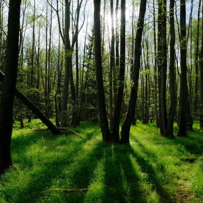 CodeAndroid1's profile picture. aka psy(clonist) 💛✊️😉