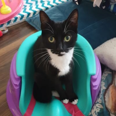 ActaNonVerba___'s profile picture. 