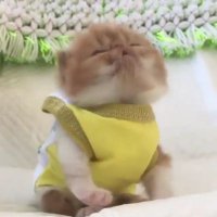 ᵧᶸ (@yu_n_sihk) Twitter profile photo