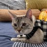mitsukomorikawa's profile picture. ピアノを弾くシングルマザー。猫も2匹同居してます。LAで自粛生活を懐かしく思いつつ、あちこちに出没する日々です。🍊で運動も始めました。