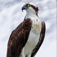 Osprey787 (@goldenosprey787) 's Twitter Profile