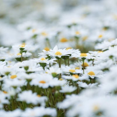 推しは推せるときに推しとけ/ 界隈掛け持ちオタク。/