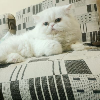 LT86897's profile picture. 