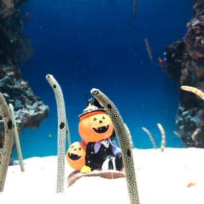 RNK32xSCAcm2rgX's profile picture. 