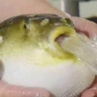 こぶ〆 (@cobshimen) 's Twitter Profile
