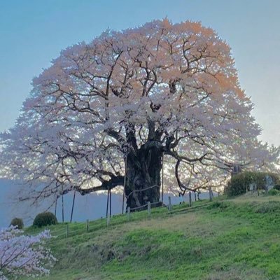 masa Profile