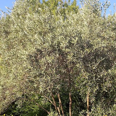 BoriesXavier's profile picture. Bories