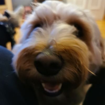 macca_147's profile picture. liverpool  fan.u2 too.