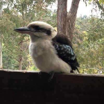 kookaburra3173's profile picture. Fun fabulous n Flowing